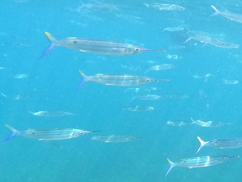 Threespot halfbeak (Hemiramphus robustus) — Hemiramphidae — 4