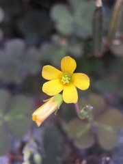 Oxalis corniculata