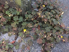 Oxalis corniculata
