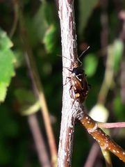 Deraeocoris flavilinea