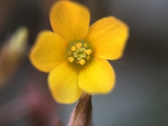 Oxalis corniculata