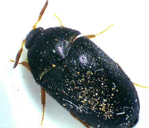 Black Carpet Beetle photo 3