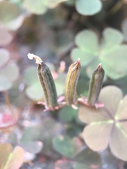Oxalis corniculata