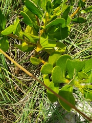 Scaevola plumieri image