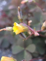 Oxalis corniculata