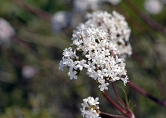Valeriana asarifolia