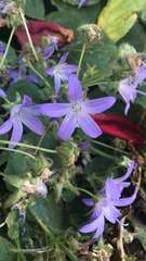 Campanula poscharskyana