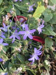 Campanula poscharskyana