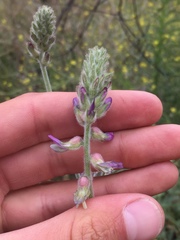 Astragalus brauntonii