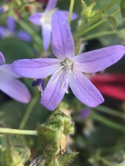 Campanula poscharskyana