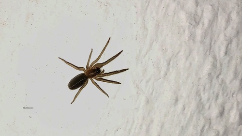 Ariadna insidiatrix