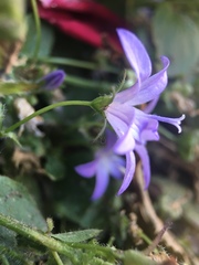Campanula poscharskyana