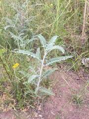 Astragalus brauntonii