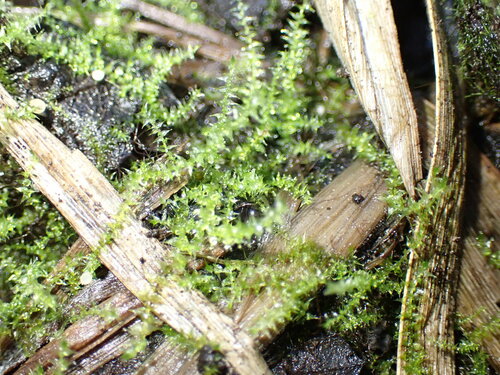 Pseudocampylium radicale observed 2024-09-02