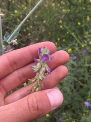 Astragalus brauntonii