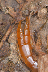 Theatops erythrocephalus