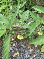 Physalis heterophylla