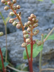 Pyrola picta