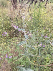 Astragalus brauntonii