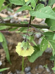 Physalis heterophylla