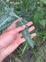 Astragalus brauntonii