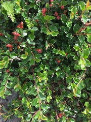 Cotoneaster divaricatus