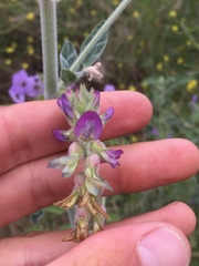 Astragalus brauntonii