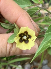 Physalis heterophylla