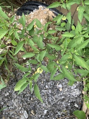 Physalis heterophylla