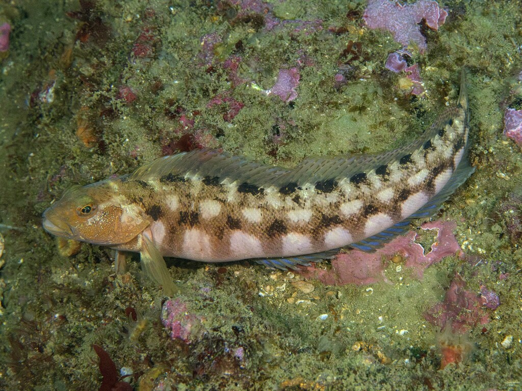 Gestreepte ronquil (Rathbunella hypoplecta) — Bathymasteridae