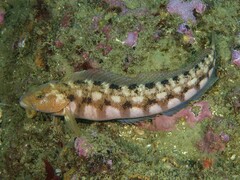Bluebanded Ronquil photo 2