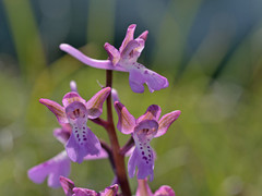 Orchis sitiaca