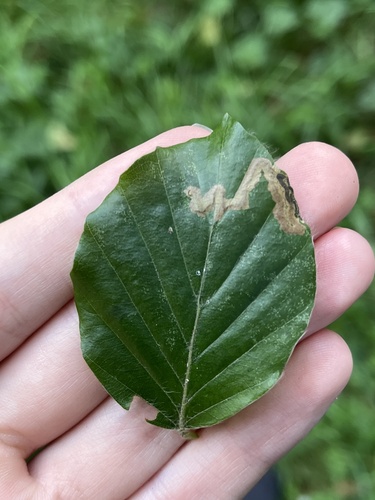 Beech Pigmy