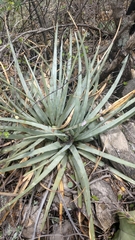 Hechtia podantha