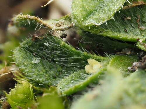 Image of Tiny Forget-Me-Not (Myosotis brevis) by (c) Emily Roberts, some rights reserved (CC BY)