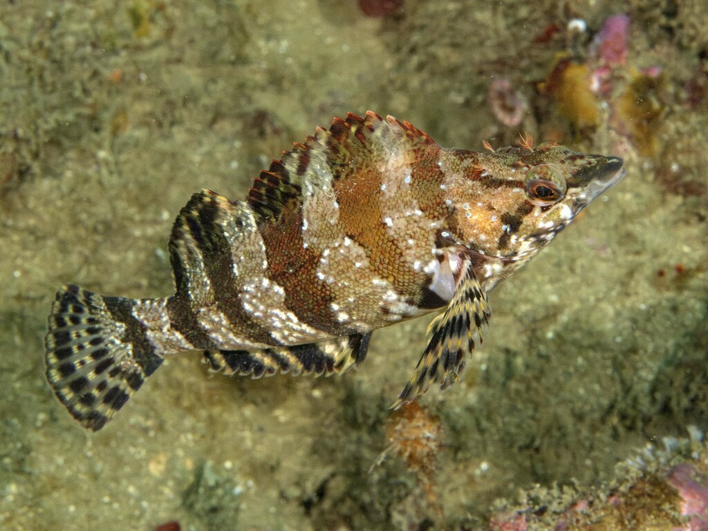 Convict fish (Oxylebius pictus) — Zaniolepididae