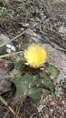 Astrophytum ornatum