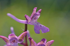 Orchis sitiaca