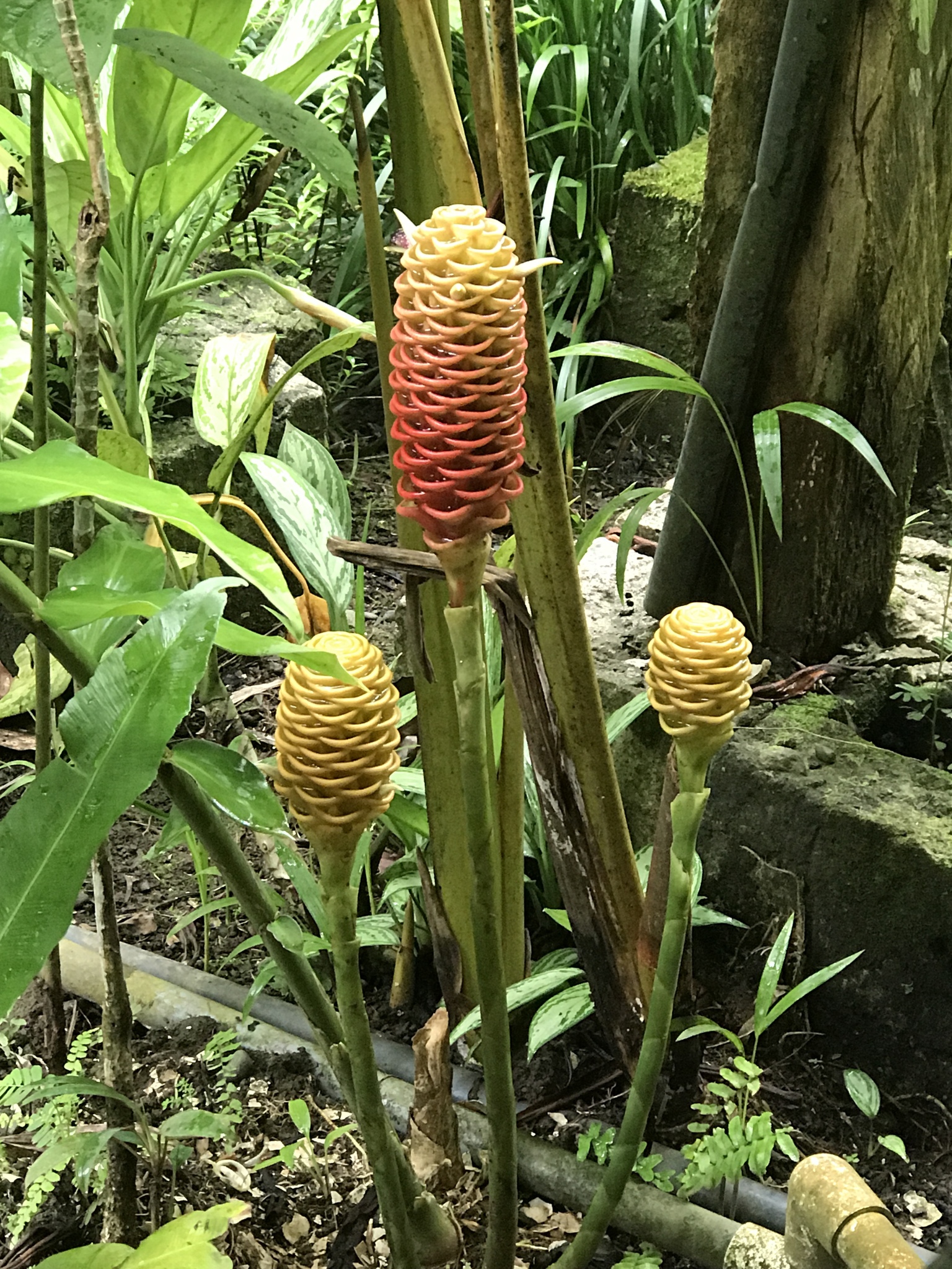 Maracas de Malasia (Zingiber spectabile) · iNaturalist Ecuador