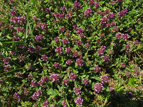 Keturbriaunis čiobrelis