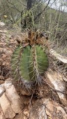 Astrophytum ornatum