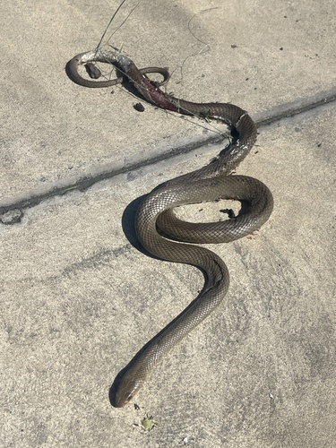 Eastern Brown Snake sighting