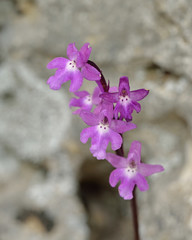 Orchis quadripunctata