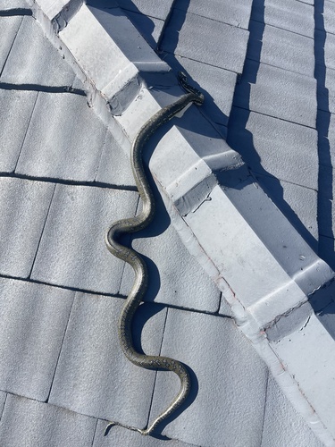 Diamond Python sighting