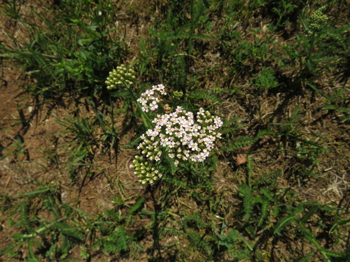 Paprastoji kraujažolė