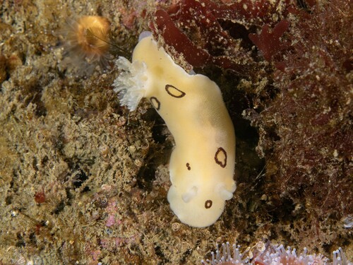 San Diego Dorid