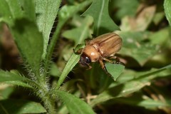 Adoretus nigrifrons