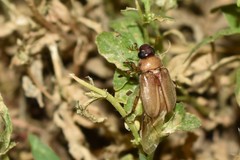 Adoretus nigrifrons