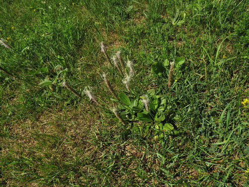 Plaukuotasis gyslotis