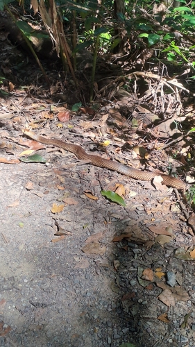 Eastern Brown Snake sighting